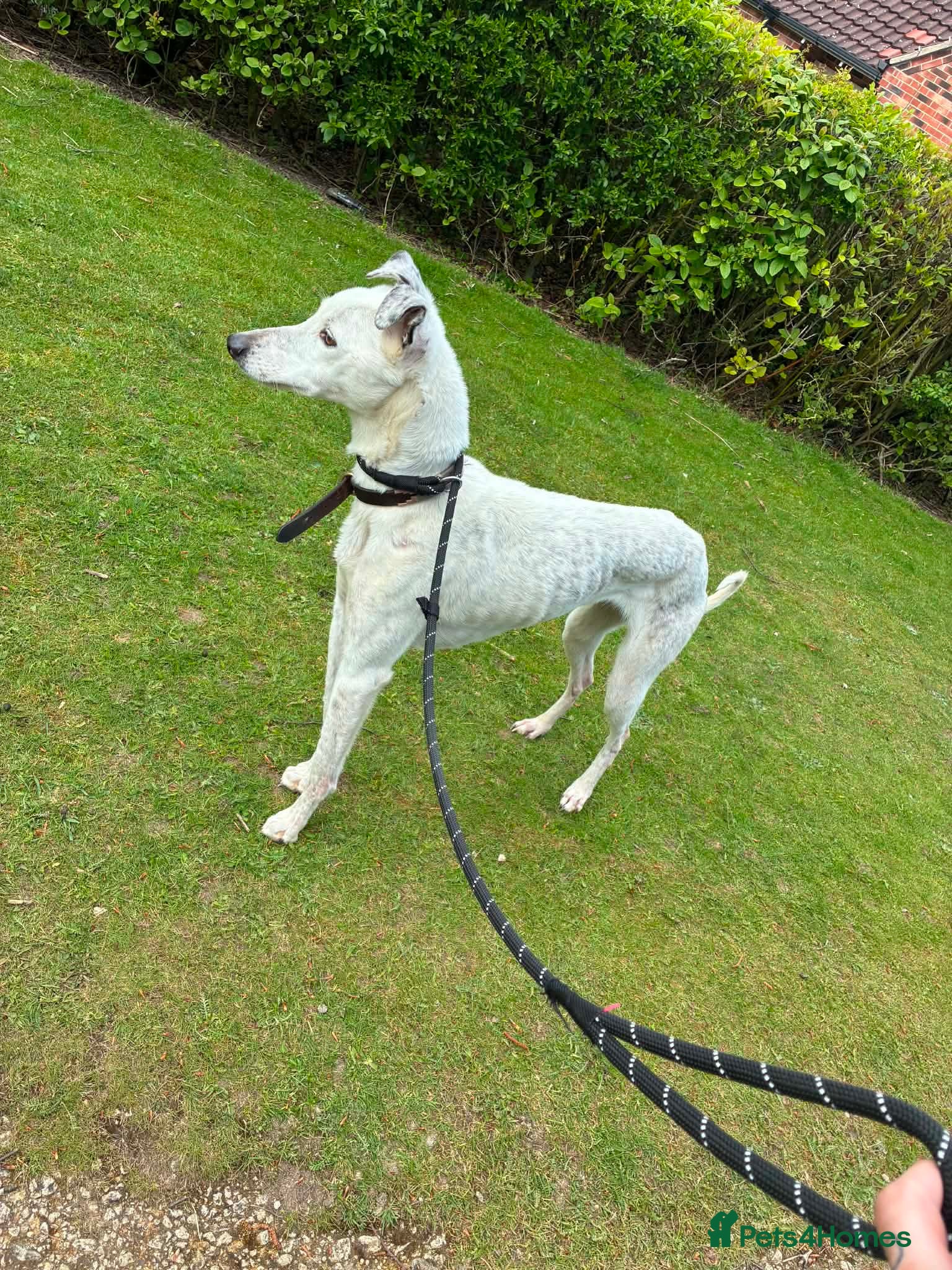 Mixed Breed dogs Whippet x collie  - Advert 17