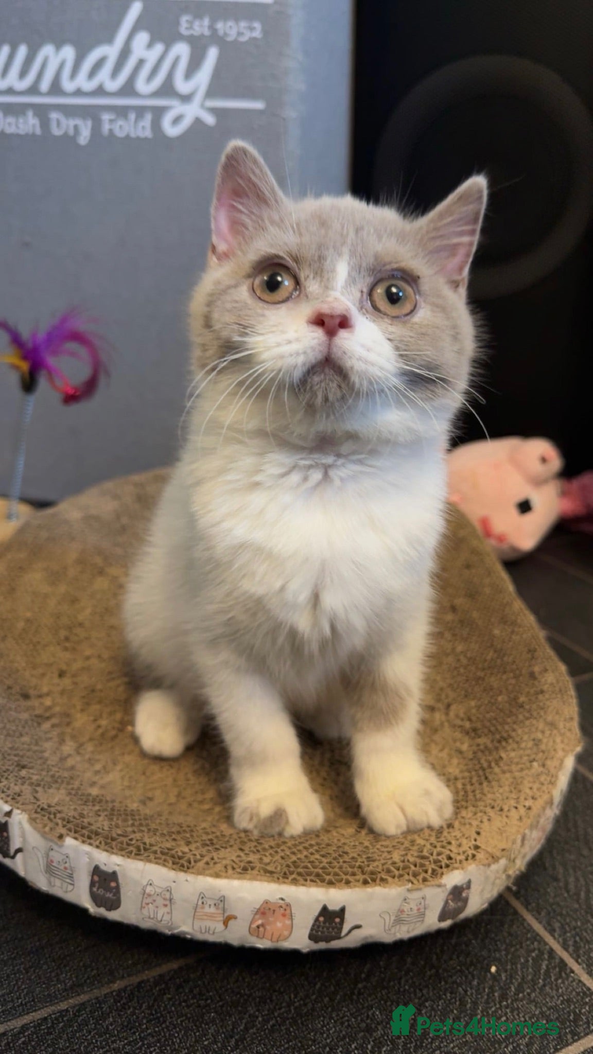 British Shorthair cats for sale: Active TICA registered BSH female 🐻  - Advert 1