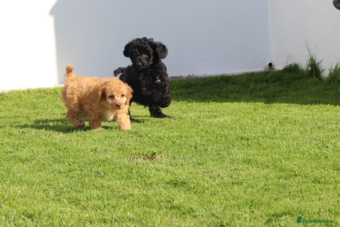 Cockapoo dogs Beautiful Cockapoo puppies for sale  - Advert 2