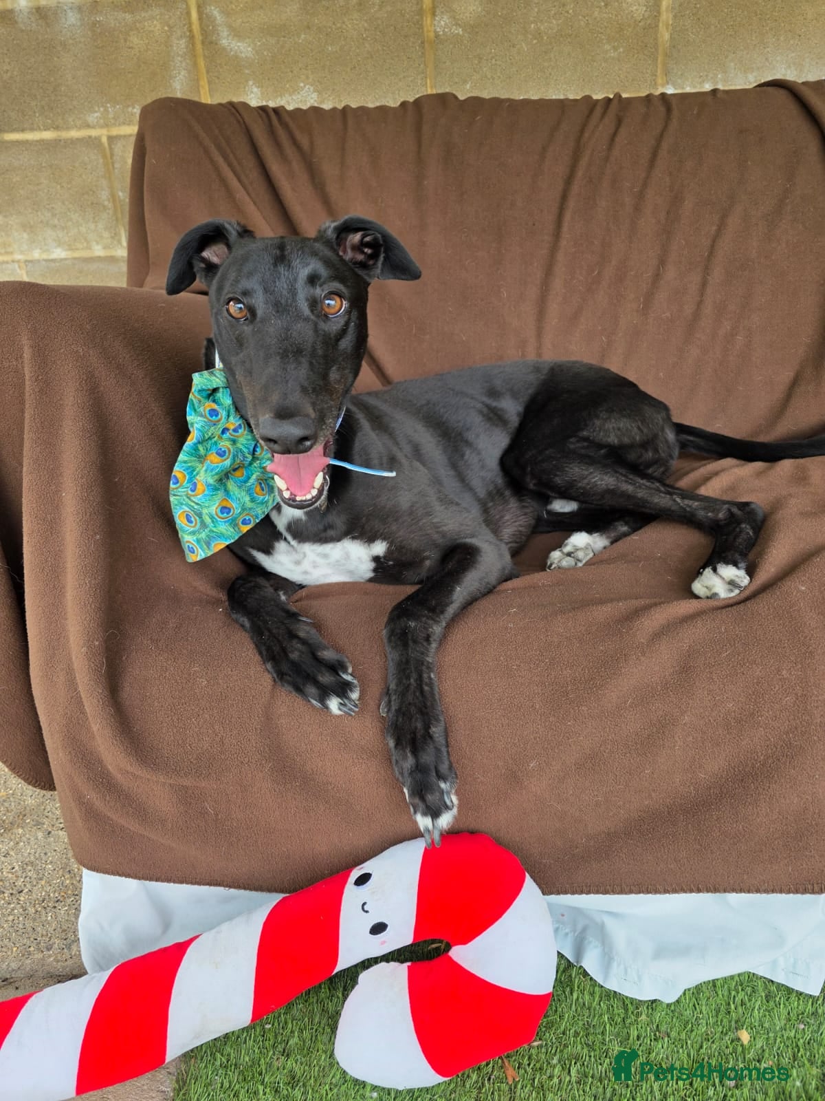 Greyhound dogs Tupelo - Advert 2