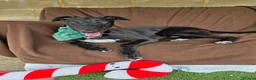 Greyhound dogs for adoption: Tupelo - Advert 1