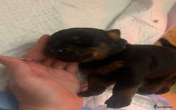 Rottweiler dogs for sale: KC chunky rottweiler puppies - Advert 6