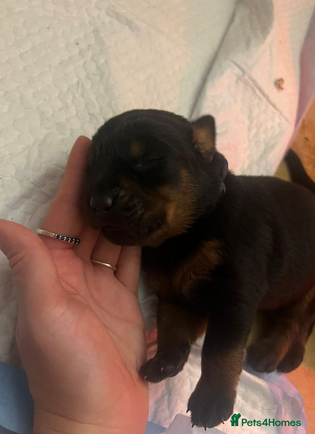 Rottweiler dogs for sale: KC chunky rottweiler puppies - Advert 6