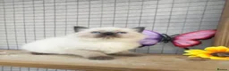 Ragdoll cats for sale: Mink ragdoll kittens full breed - Advert 9