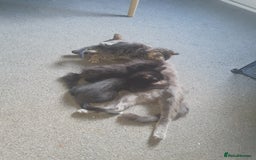 Domestic Shorthair cats for sale: Male kittens - Image 3
