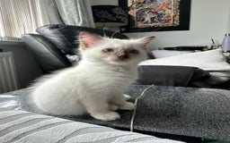 Ragdoll cats for sale: FULL PEDIGREE RAGDOLL KITTENS! READY TO LEAVE! - Image 14