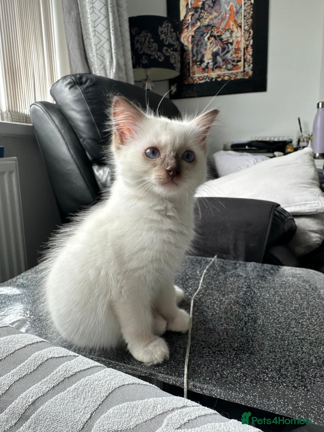 Ragdoll cats for sale: FULL PEDIGREE RAGDOLL KITTENS! READY TO LEAVE! - Image 14