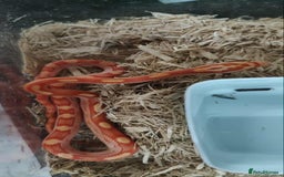 Corn Snake reptiles for sale: Corn Snake Hatchlings - Image 1