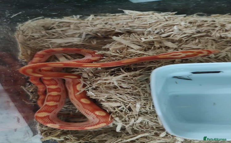 Corn Snake reptiles - Advert 1