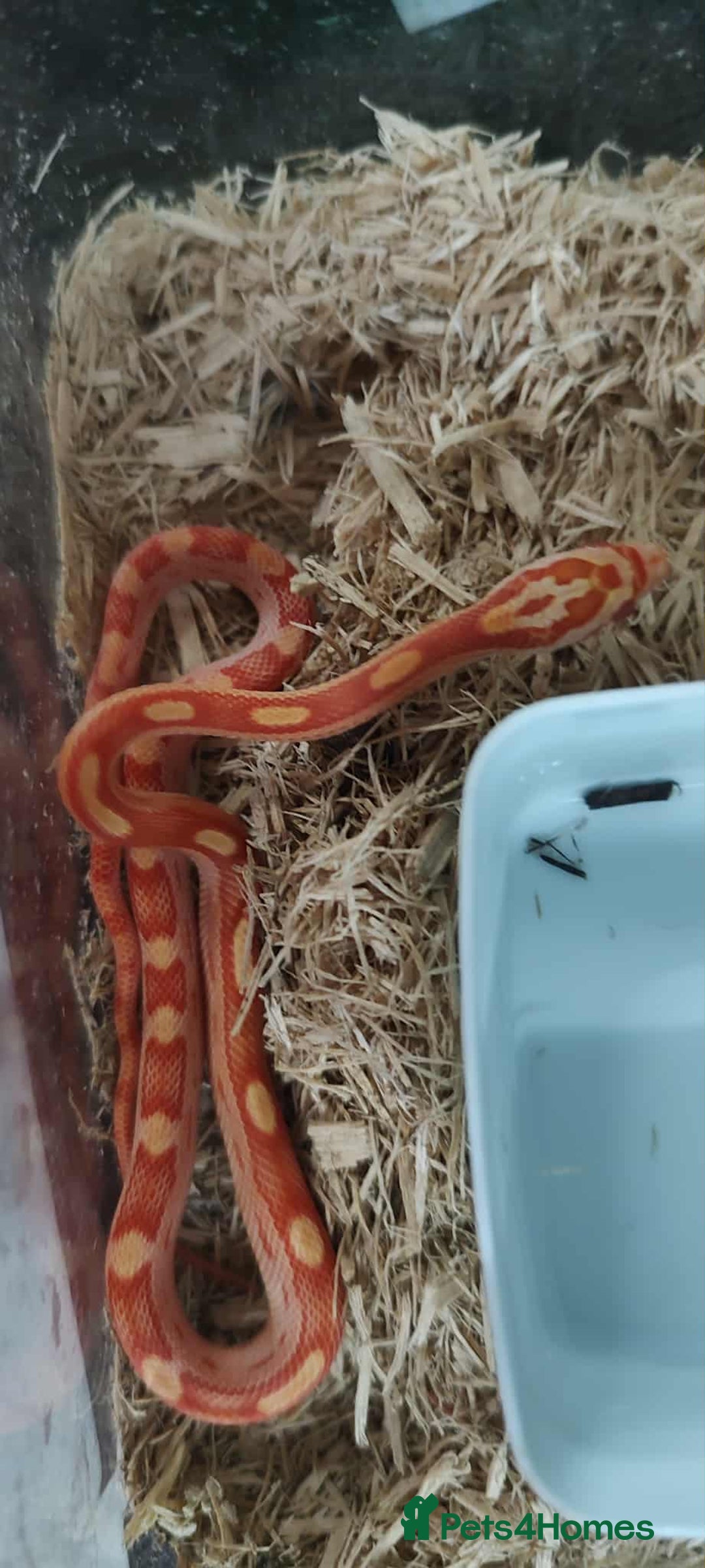 Corn Snake reptiles for sale: Corn Snake Hatchlings - Image 1