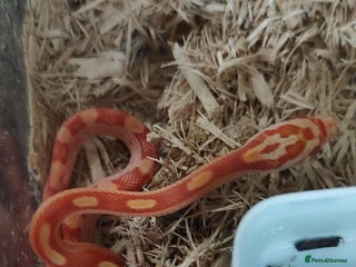 Corn Snake reptiles - Advert 15