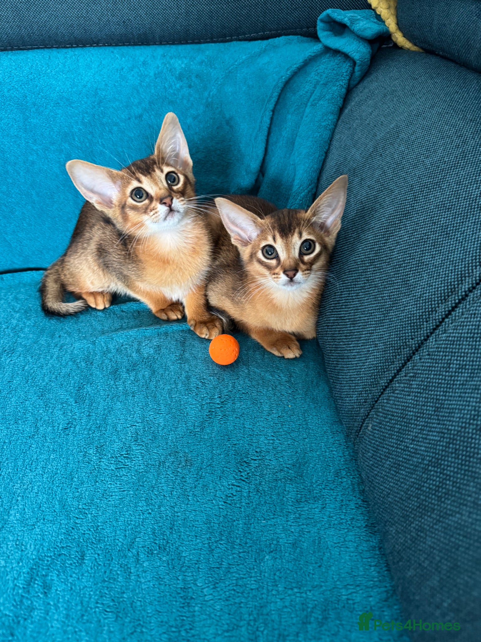 Abyssinian cats Pedigree abbysinian kittens - Advert 1