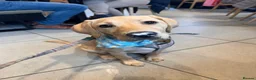 Labrador Retriever dogs for sale: Unfortunate rehoming - Advert 3