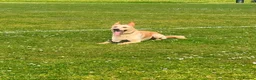 German Shepherd dogs for sale: Dutch X German Shepherd pups in London - Advert 3