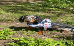 Miniature Dachshund dogs for sale: Gorgeous Dapple Girl for sale  - Image 4