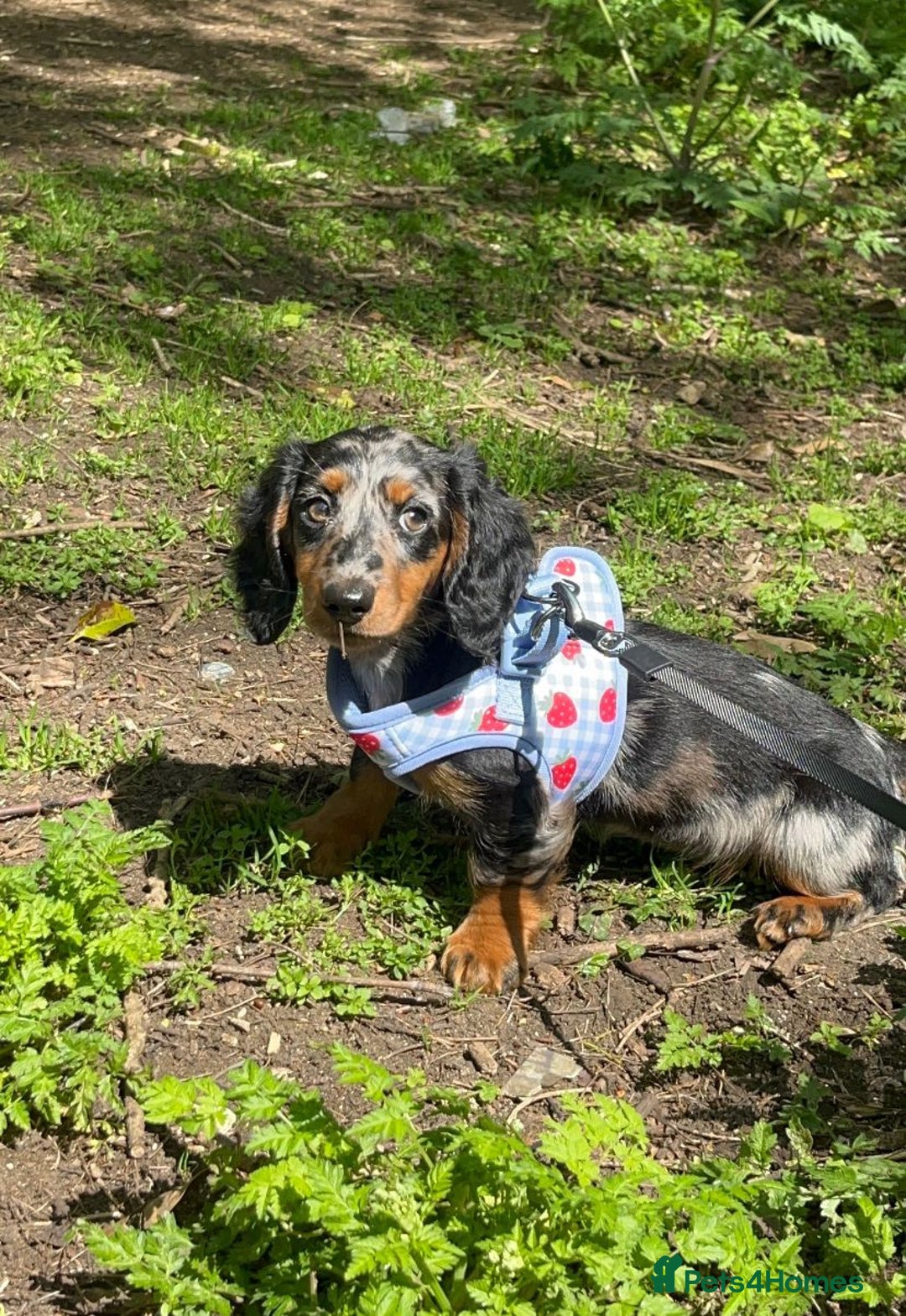 Miniature Dachshund dogs for sale: Gorgeous Dapple Girl for sale  - Image 4