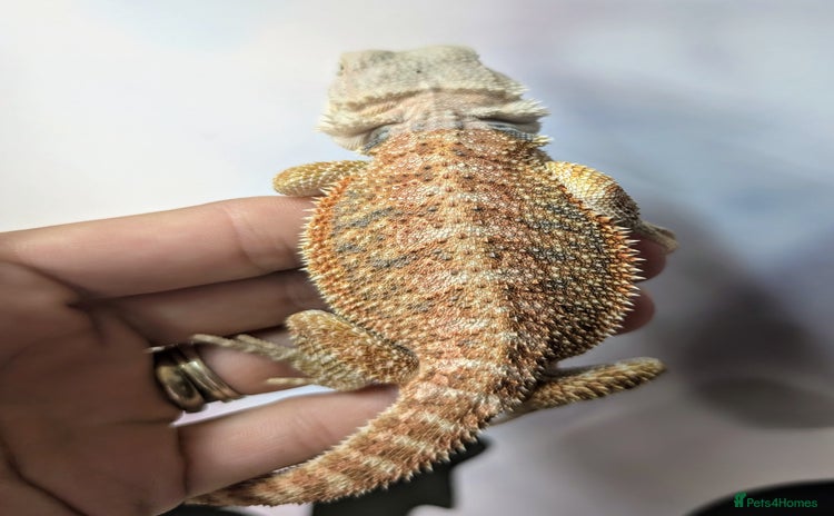 Bearded Dragon reptiles - Advert 3
