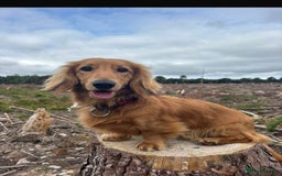 Dachshund dogs for sale: 2 x dachshund  - Image 2