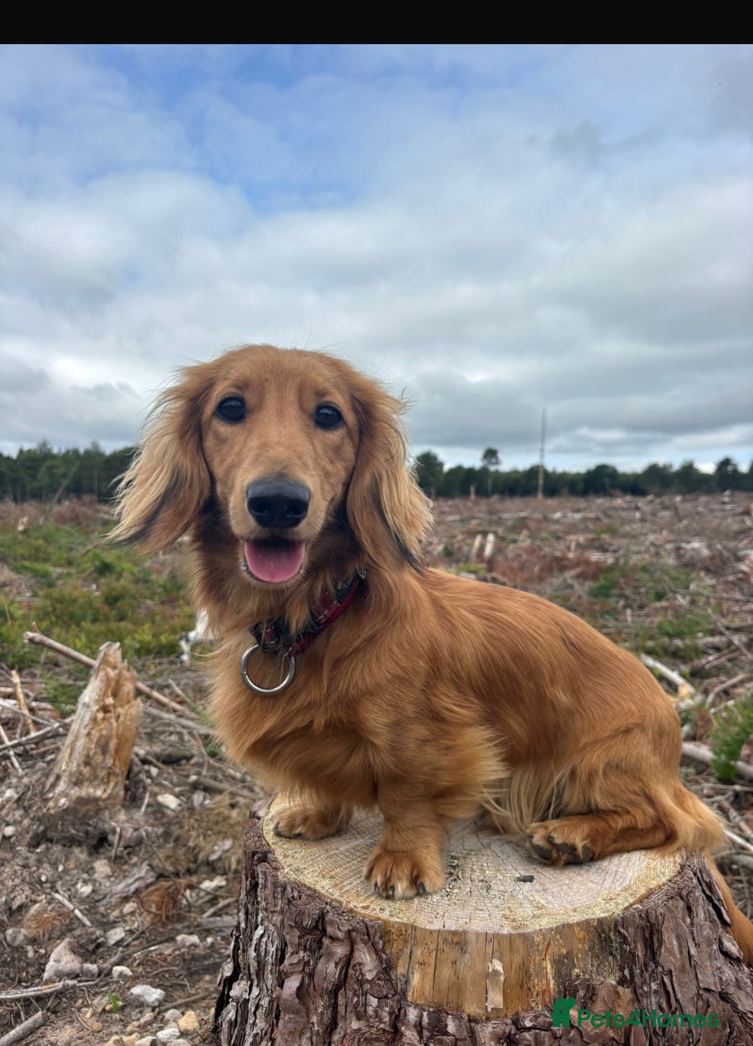 Dachshund dogs for sale: 2 x dachshund  - Image 2