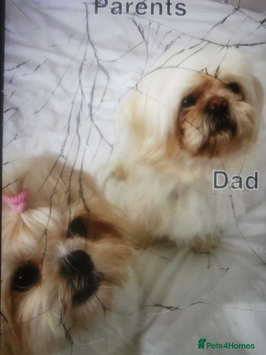 Mixed Breed dogs for sale: Adorable fluffy shihtzu pups - Advert 14