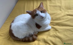 British Shorthair cats for sale: Three years cat  - Image 5