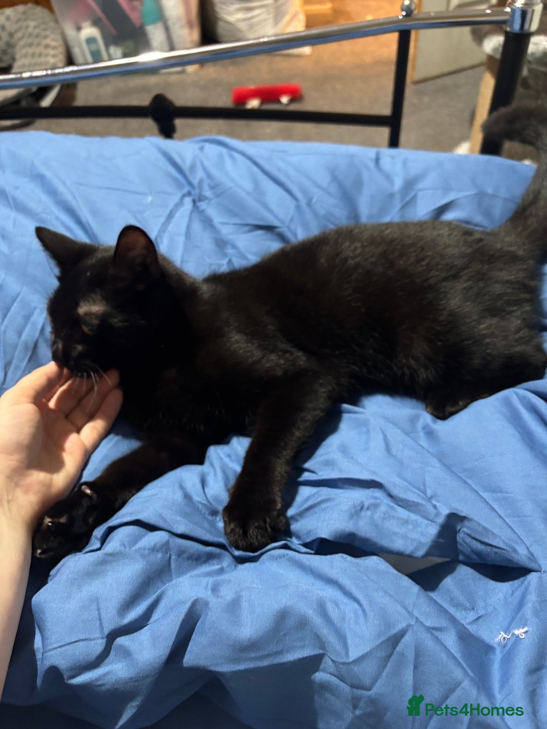 Mixed Breed cats for sale: ****** for adoption  - Image 1