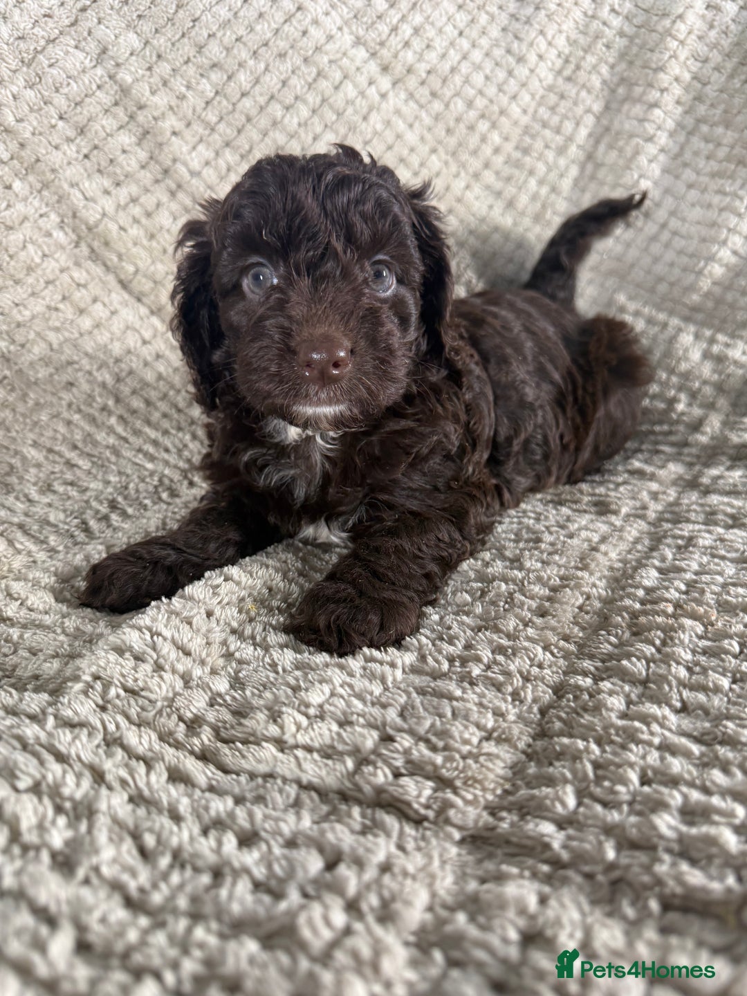 Cockapoo dogs for sale: F1 Cockerpoo Puppies For Sale  - Advert 21