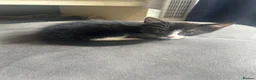 Mixed Breed cats for sale: Beautiful male kittens  - Advert 12