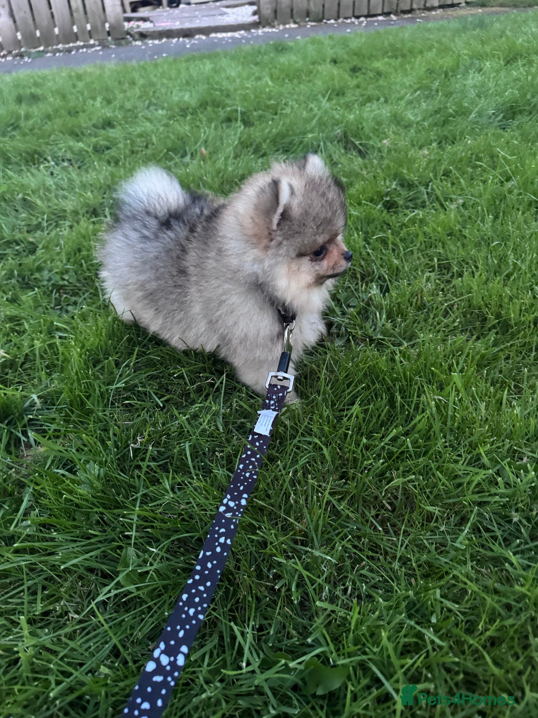 Pomeranian dogs for sale: 🏆 KC HEALTH TESTED POMERANIAN PUPPIES 🏆  - Image 30