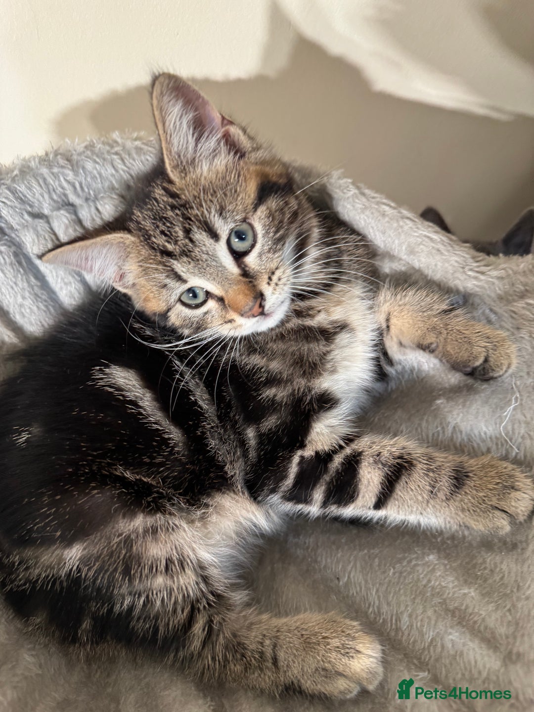 Domestic Shorthair cats for sale: Tabby kitten and Russian blue cross - Advert 2