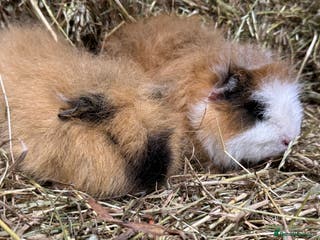 Guinea Pig rodents Bonded Swiss guinea pig boars - Advert 17
