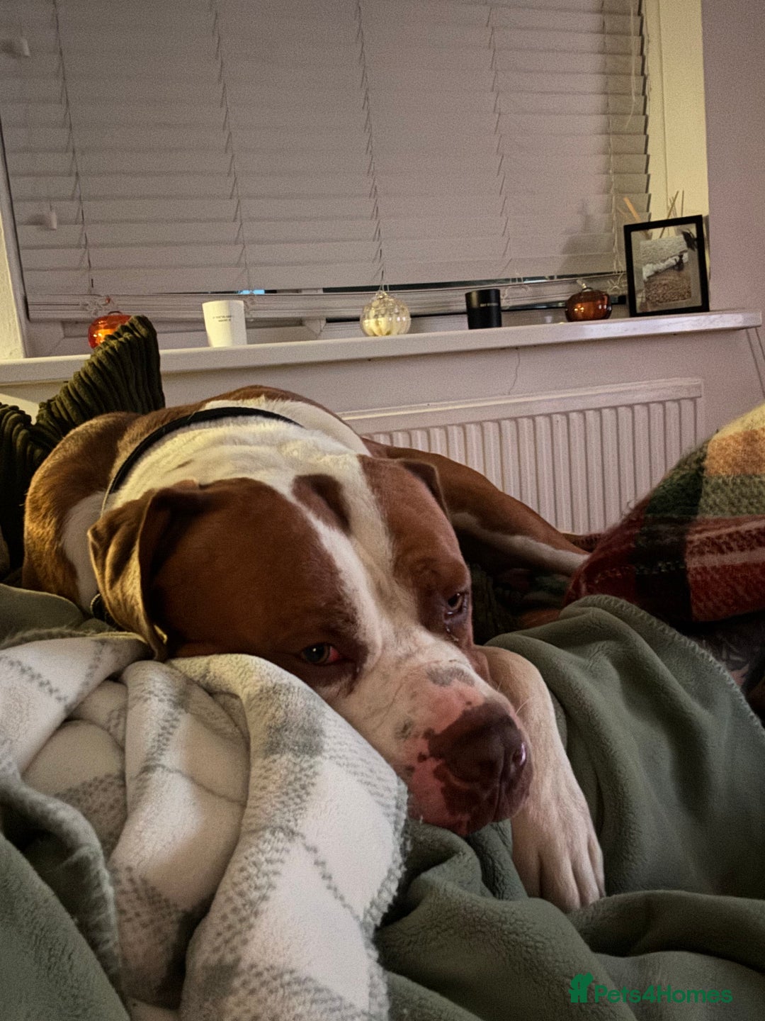 Mixed Breed dogs for sale: Boysie - Advert 27