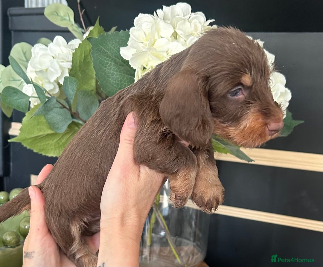 Dachshund dogs for sale: Fully dna health tested wire hair dachshund pups - Image 30