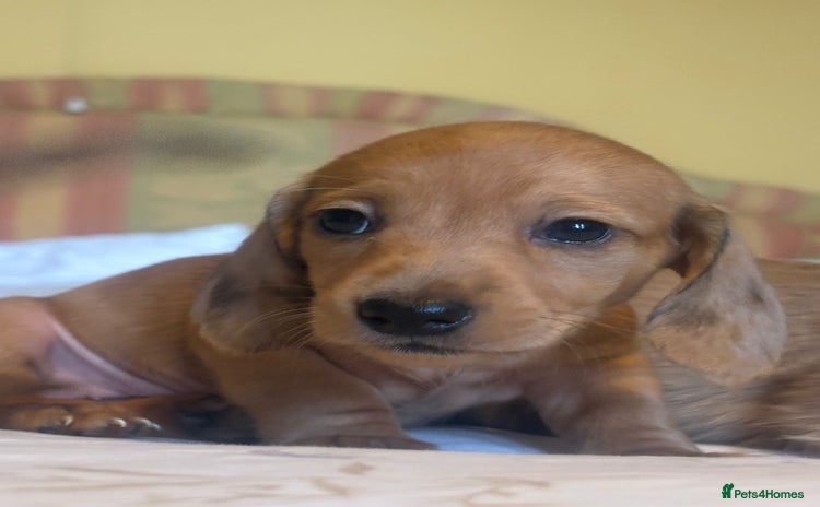 Dachshund dogs - Advert 7