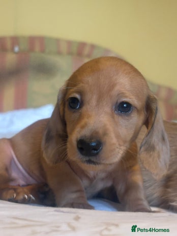 Dachshund dogs - Advert 11