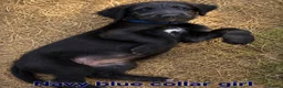 Irish Wolfhound dogs for sale: Stunning Irish Wolfhound Pups  - Advert 32
