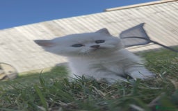 British Longhair cats for sale: 6 Adorable British ShortHair X LongHair kittens .  - Image 29