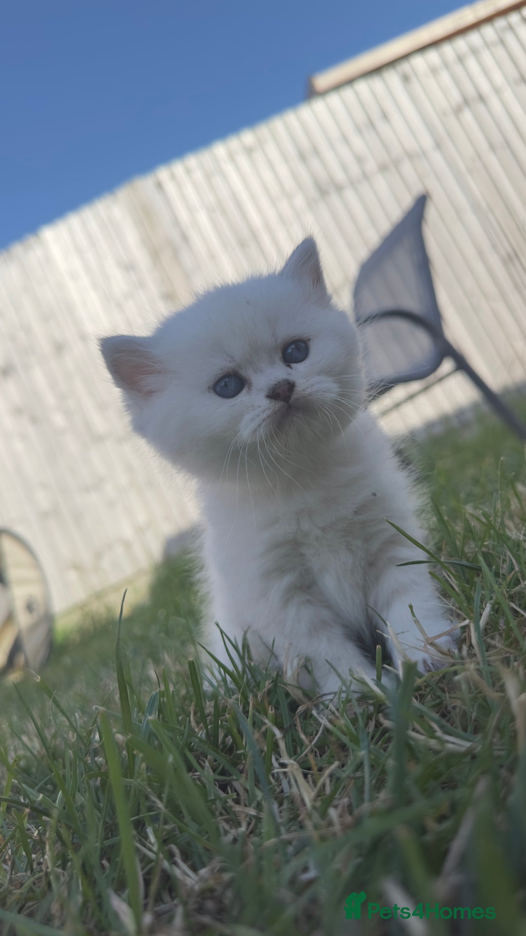British Longhair cats for sale: 6 Adorable British ShortHair X LongHair kittens .  - Image 29