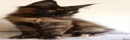 Maine Coon cats for sale: LAST GIRL! Stunning Tortie Maine Coon Kitten - Advert 5
