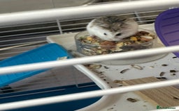 Hamster rodents for sale: Russian Dwarf Hamster - Image 1