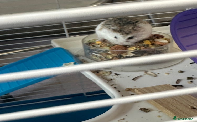 Hamster rodents - Advert 4