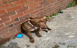 Mixed Breed dogs for sale: Female staff for sale - Image 4
