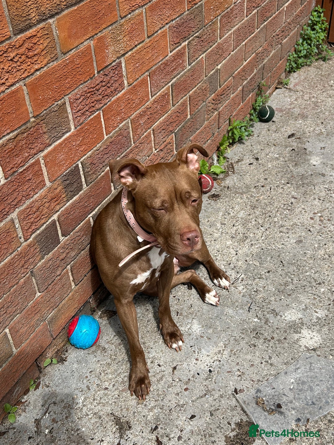Mixed Breed dogs for sale: Female staff for sale - Image 4