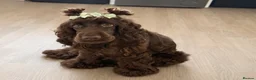 Cockapoo dogs for sale: Gorgeous F1 cockapoo puppies  - Advert 35