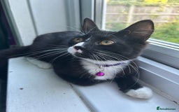 Mixed Breed cats for sale: Female kitten looking for home - Image 11