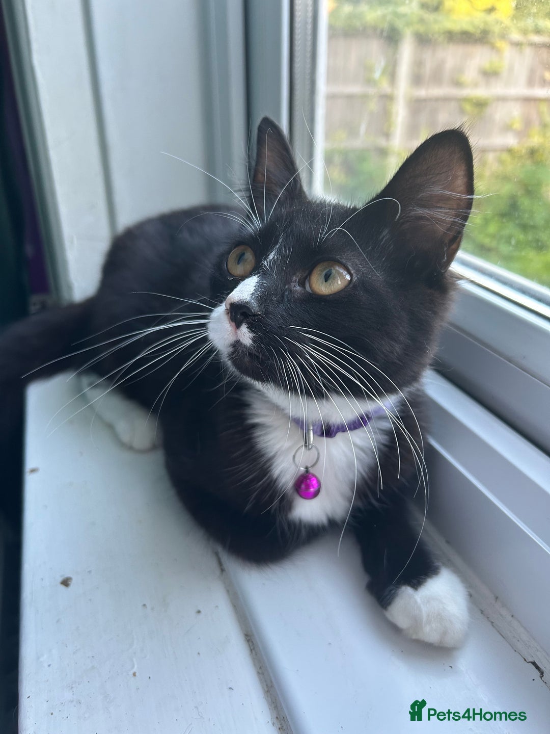 Mixed Breed cats for sale: Female kitten looking for home - Image 11