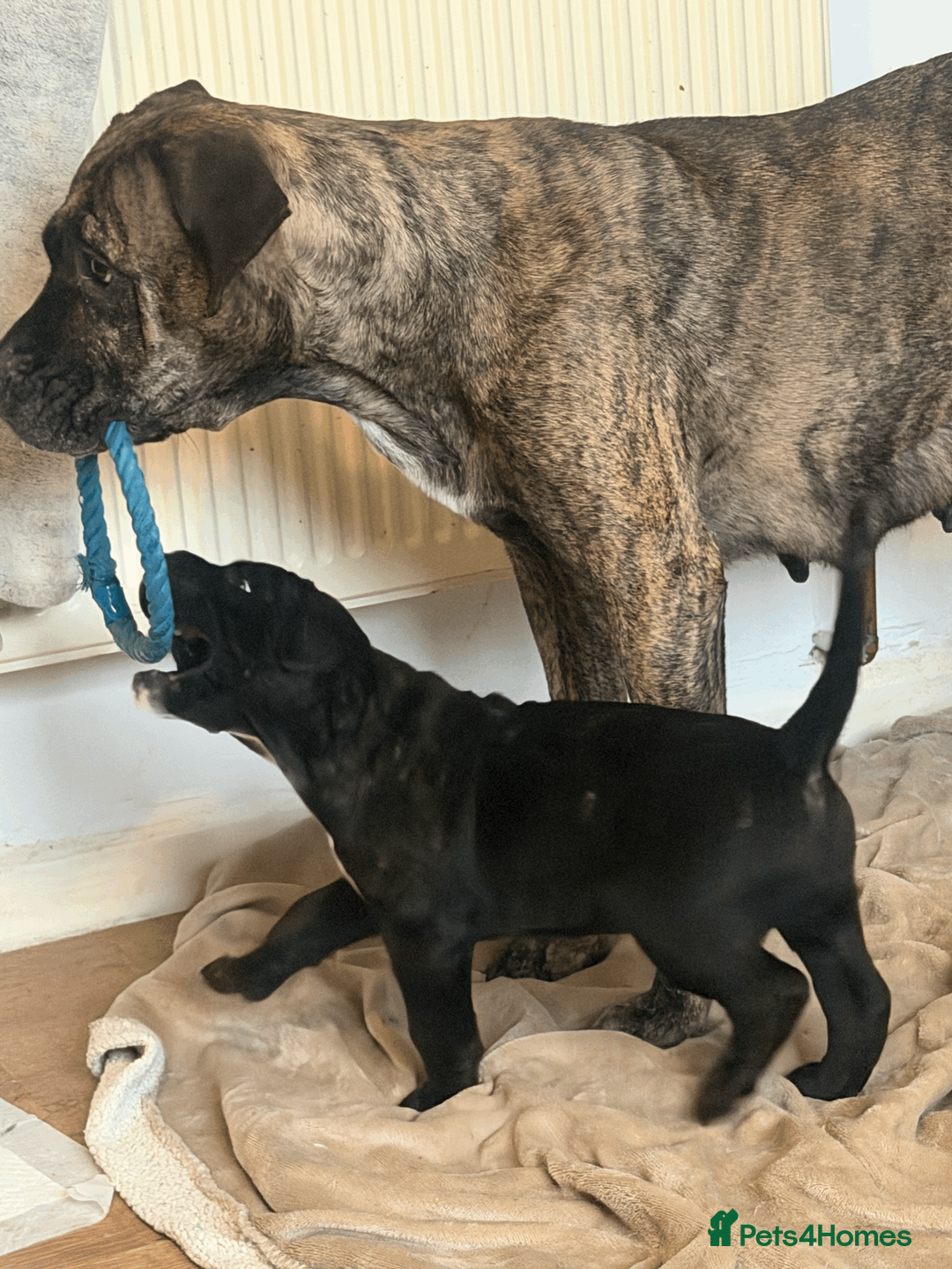 Presa Canario dogs for sale: 1 Male and 1 Female Quality Presa Canario Puppies in Solihull - Advert 6