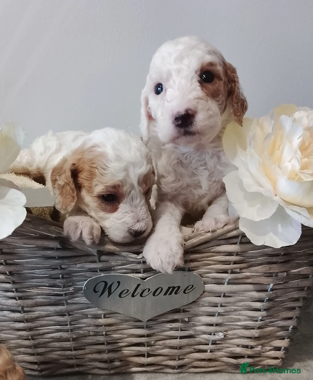 Cavapoo dogs for sale: Miniature cavapoos  - Advert 3