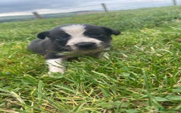 Border Collie dogs for sale: Beautiful litter family reared of collie pups - Image 8