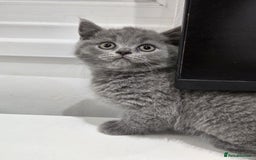British Shorthair cats for sale: British shorthair kitten of excellent quality - Image 3